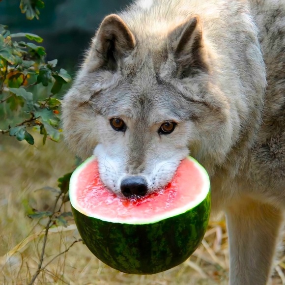 Meet your Posher, Amanda - Picture 1 of 1